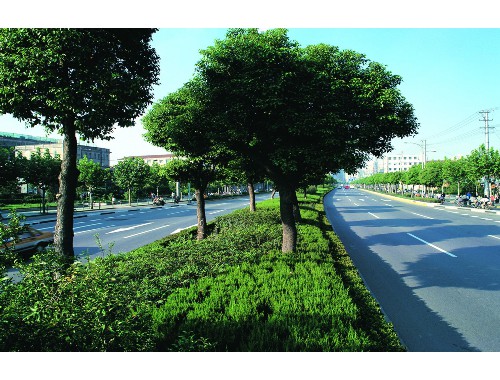 金年会金字招牌诚信至上：巢湖城市绿化管理处